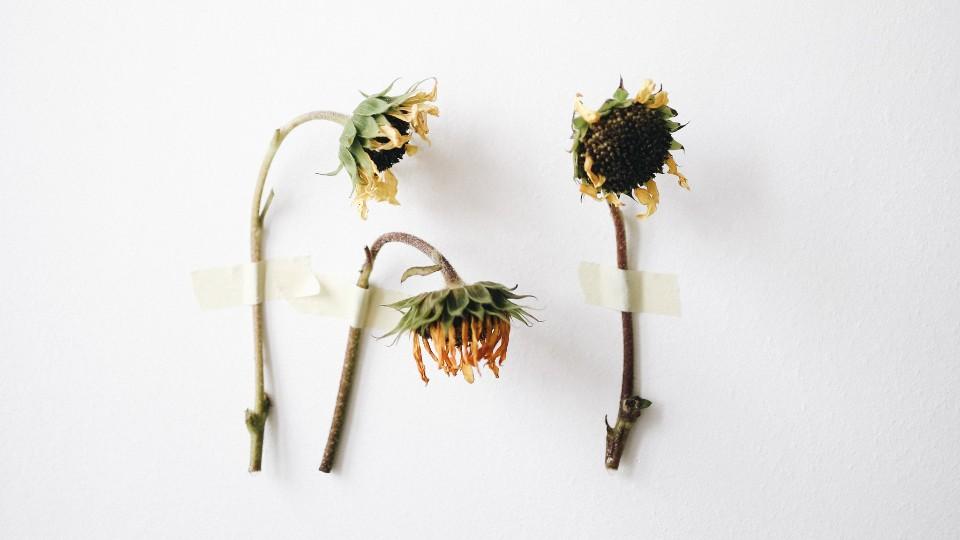 Verdörrte Sonnenblumen.